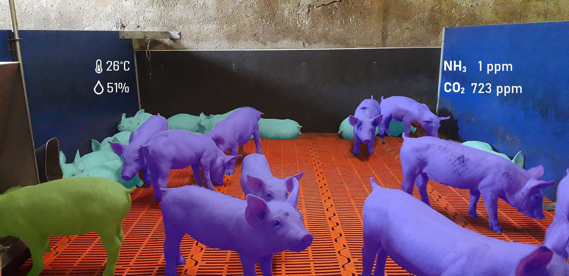 Read more about the article La production porcine s’appuie sur l’intelligence artificielle pour faire face à ses enjeux
